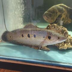 フラワートーマン スネークヘッド 熱帯魚