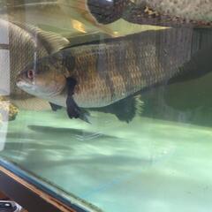 チャンナプルクラ スネークヘッド 熱帯魚 大型魚