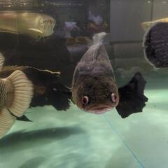 チャンナプルクラ スネークヘッド 熱帯魚 大型魚
