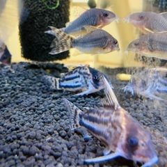 熱帯魚　コリドラス　wild 