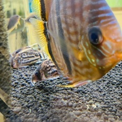 熱帯魚　コリドラス　wild 