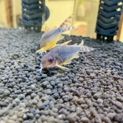 熱帯魚　コリドラス　wild 