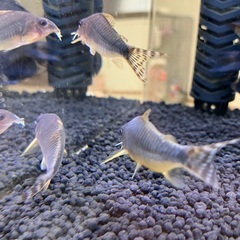 熱帯魚　コリドラス　wild 