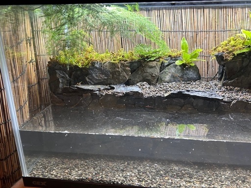 水の流れる滝テラリウム水槽 60センチ イワヒバ 水の流れる滝