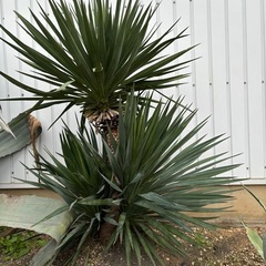 ユッカ レクルビフォリア