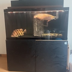 値下げしました！ 1200×600×600 生体フルセット