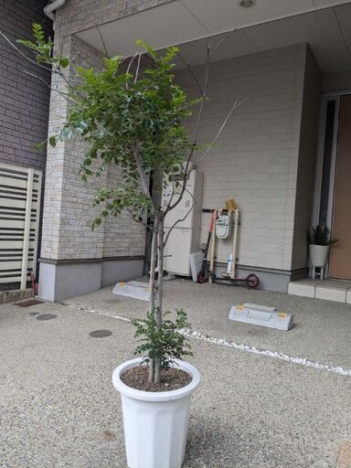 シマネトリコ☆観葉植物にも☆