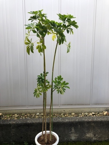 ホンコンカポック シェフレラ 観葉植物 植木