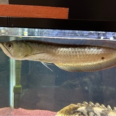 シルバーアロワナ2匹とロイヤルトーマンのセット 引き取り限定