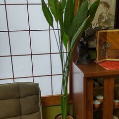 観葉植物　オーガスタ　高さ１７０センチくらい