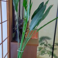 観葉植物　オーガスタ　高さ１７０センチくらい
