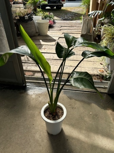 オーガスタ現品処分品(予定者決まりました)