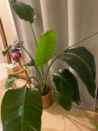 値下げ　植物