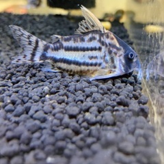 熱帯魚　コリドラス　wild 