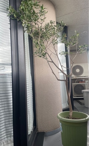 高さ1.6メートル　オリーブの木　観葉植物　葉っぱ　おしゃる