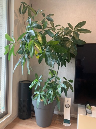 観葉植物　パキラ