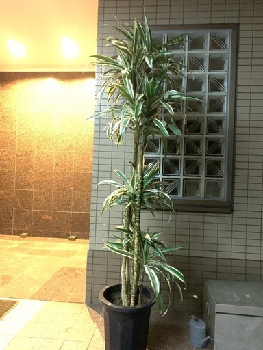 【値下げ】190センチ観葉\n植物