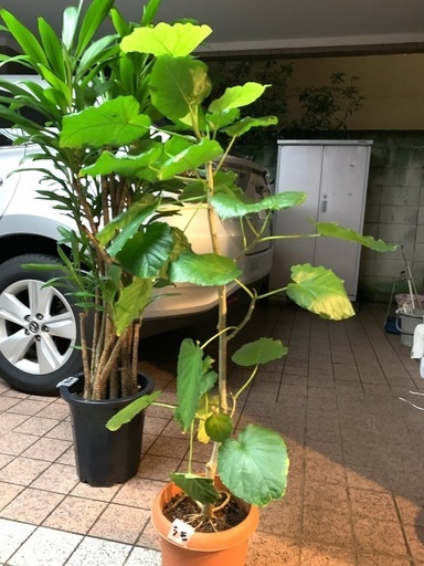 【人気】 【値下げ】\n130センチ　ウンベラータ　観葉植物