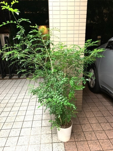 シマトネリコ
