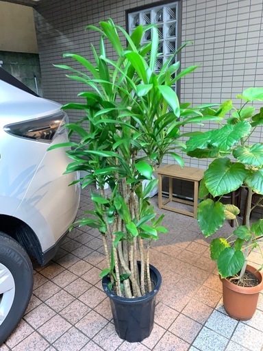 グローカル朴