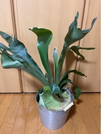 ビカクシダ　コウモリラン