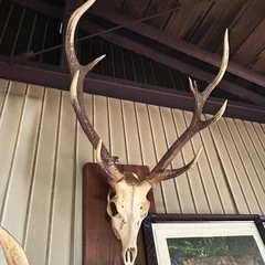 鹿の角壁掛け❗️