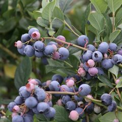 酔っ払いの木 トックリキワタ パラボラッチョ トゲトゲ 鑑賞樹木 塊根植物