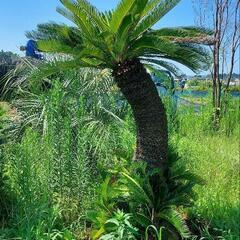 ソテツ  ーー蘇鉄 ヤシ ドライガーデン ロックガーデン ーー ソテツ 7号 蘇鉄 ヤシの木 ドライガーデン ロックガーデン セラアート