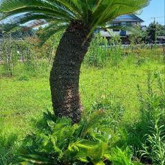 蘇鉄 ソテツ  ーードライガーデン ココス ヤシ ーー 蘇鉄 ソテツ ―― ヤシ ココス サバル アガベ ―― 蘇鉄 ソテツ ーードライ