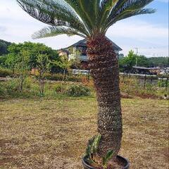 蘇鉄 そてつ ーードライガーデン ヤシ ココス ーー