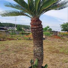 ココス ヤシ ――ヤシ ソテツ ドライガーデン ―― 蘇鉄 そてつ ーードライガーデン ヤシ ココス ーー