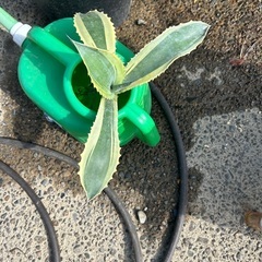 リップルエフェクト　アガベ