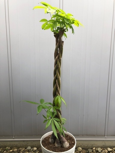パキラ　観葉植物　インテリア　鉢植え\n