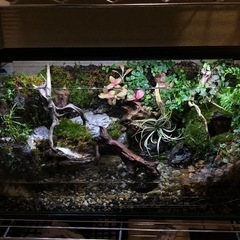 イモリウム水槽?✨