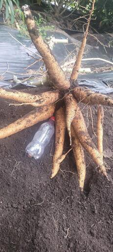 キャッサバ 20kg 採れたて直送静岡県産の黄色甘味種キャッサバ芋20kg #