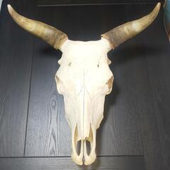 牛頭蓋骨本物美術教材オブジェ魔法使いの嫁 牛頭蓋骨本物美術教材オブジェ魔法使いの嫁