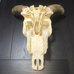 牛頭蓋骨本物美術教材オブジェ魔法使いの嫁 牛頭蓋骨本物美術教材オブジェ魔法使いの嫁