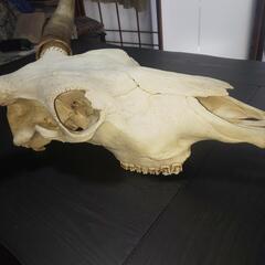 牛頭蓋骨本物美術教材オブジェ魔法使いの嫁 牛頭蓋骨本物美術教材オブジェ魔法使いの嫁