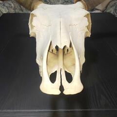 牛頭蓋骨本物美術教材オブジェ魔法使いの嫁