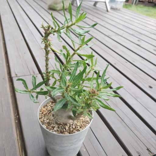 パキポディウム　サキュレンタム　塊根植物