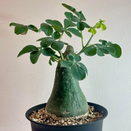 観葉植物 塊根植物 コーデックス アデニア グラウカ パキポディウム