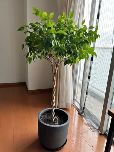 モダンポットと観葉植物ベンジャミンフィスカス