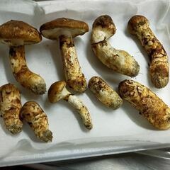 松茸 その他の中古が安い！激安で譲ります・無料であげます｜ジモティー 