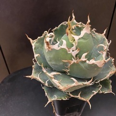 アガベ　白鯨　中株 中株 アガベ チタノタ 白鯨