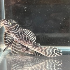 キンペコ　O-1LINE 売約済み