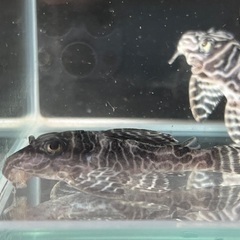 キンペコ　O-1LINE 売約済み