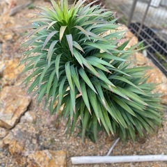 希少！大株　ユッカ　デスメティアーナ　引き取り限定　検索:ロストラータ　グロリオサ　アロイフォリア　