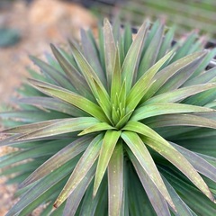 希少！大株　ユッカ　デスメティアーナ　引き取り限定　検索:ロストラータ　グロリオサ　アロイフォリア　