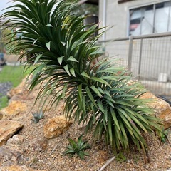 希少！大株　ユッカ　デスメティアーナ　引き取り限定　検索:ロストラータ　グロリオサ　アロイフォリア　
