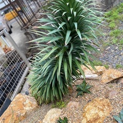 希少！大株　ユッカ　デスメティアーナ　引き取り限定　検索:ロストラータ　グロリオサ　アロイフォリア　